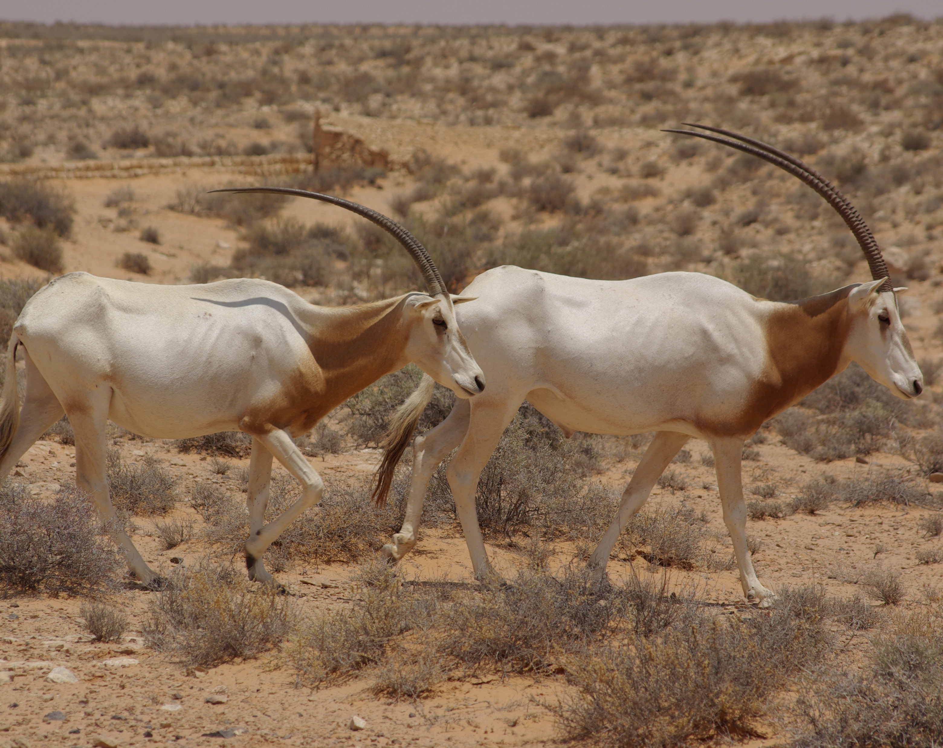 Какие животные обитают в пустынях и полупустынях. Сахарский Орикс. Аравийский Орикс. Дубай Орикс антилопа. Oryx dammah.